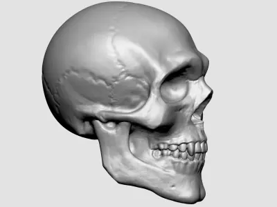 Skull for 3DPrint 3D print model