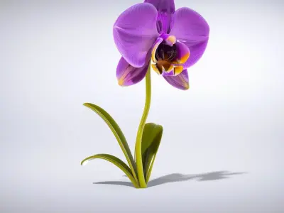 Elegant Purple Orchid model pack Low-poly 3D model