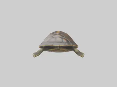 Japanese Pond Turtle swimming model Low-poly 3D model