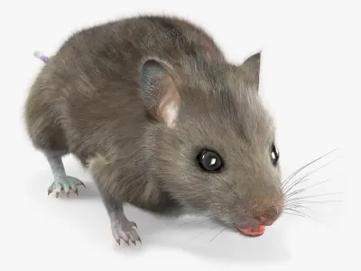  Small Gray Mouse Fur 