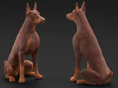 Doberman Dog Brown Sits Fur for Maya 