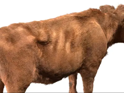  Cow Anatomy 3D 
