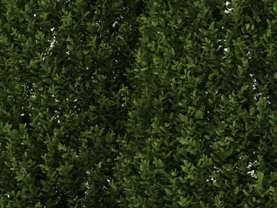 Shrubs three coniferous trees 3D model