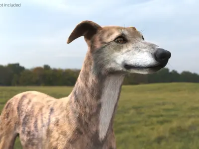  Greyhound Dog Male Brindle Fur Rigged 