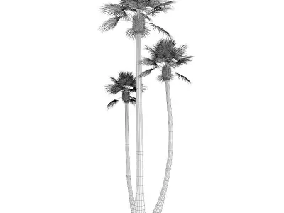 Three Palm Trees 3D model