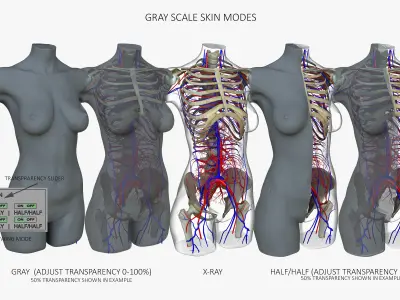 Detailed African American Female Torso Medical Edition 3D model