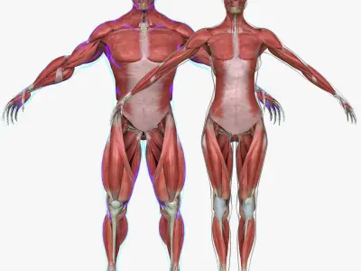 Male and Female Complete Muscle Anatomy 3D model
