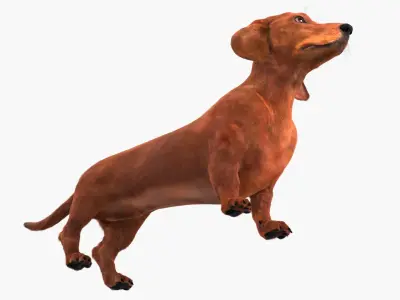  Smooth Dachshund Dog with Red Coat Fur for Cinema 4D 