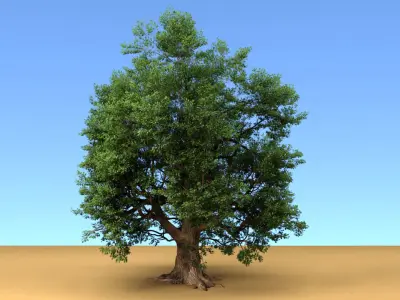 Oak Tree 3D model