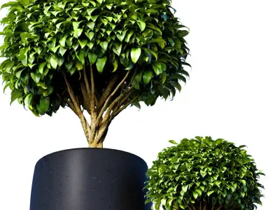 Decorative tree in a garden Indoor interior Plant collection 3D model