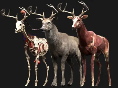  Deer Anatomy 3D 