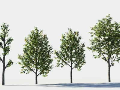 Celtis occidentalis tree-3 3D model