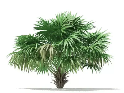 Thatch Palm Tree 3D Model 3m 3D model
