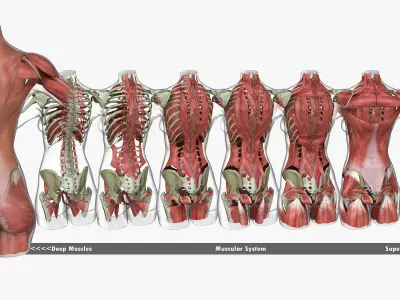 Full Female Torso Anatomy 3D model