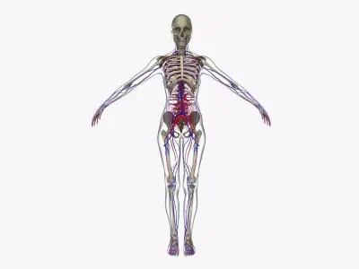 Female Circulatory System Anatomy 3D model