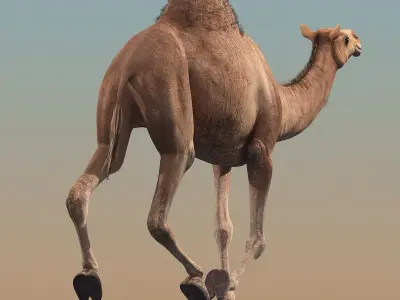  Camel(ANIMATED) 