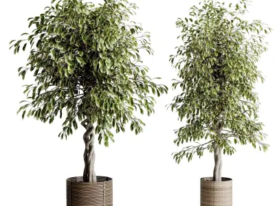 ficus benjamin in handmade wooden baskets - indoor plant set 440 3D model