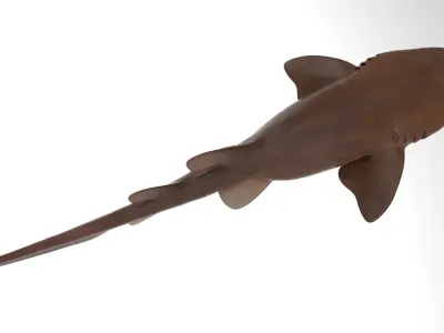  Nurse Shark 