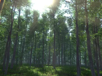 Nature Package - Forest Environment Unity Low-poly 3D model