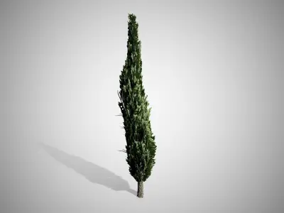 Italian Cypress Tree Free low-poly 3D model