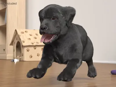  Walking to Running Retriever Puppy Fur Animated Rigged 