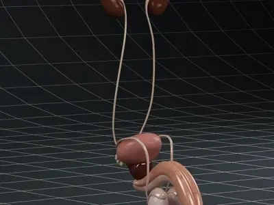 Anatomy male reproductive system and kidneys 3D model