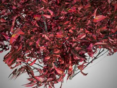 Kousa Dogwood Fall Tree Low-poly 3D model