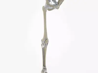 Lower Limb Skeleton 3D model