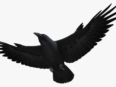  Corvus Cryptoleucus "Chihuahuan Raven" 