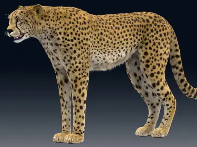  Cheetah Animated Fur 