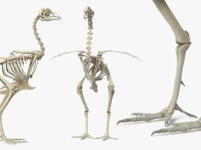  Animal Skeletons with Skin Collection 2 