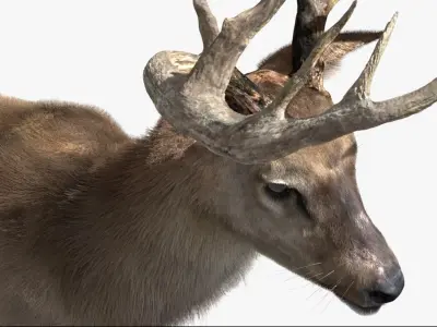  DeerFurAnimatedRigged 3D 
