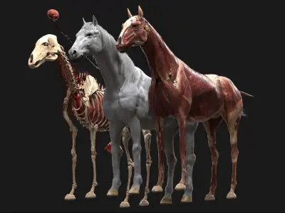  Horse Anatomy 3D 