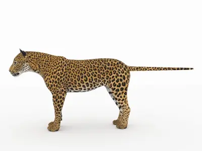 Jaguar4 leopard 3D model