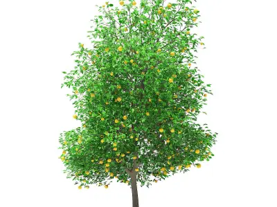 Grapefruit Tree with Fruits 3D model
