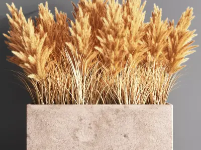 Indoor Plant Set 55  pampas 3D model