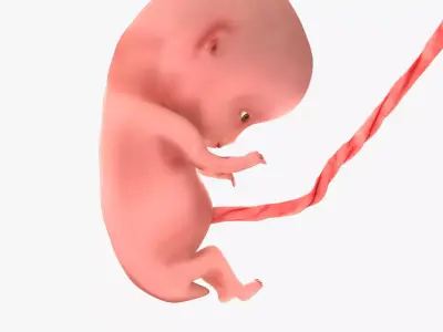 10 Weeks Human Fetus Low-poly 3D model