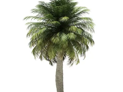 Chilean Wine Palm 3D Model 7m 3D model
