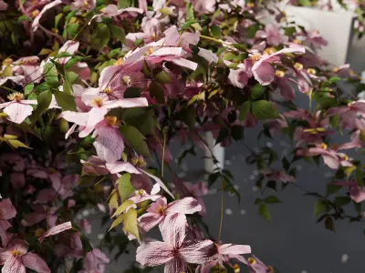 Pergola with flowers 3D model