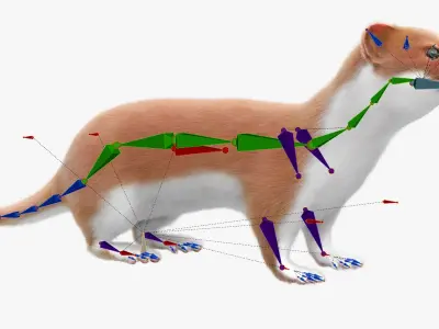  Agile Ermine Animated Fur Rigged For Blender 