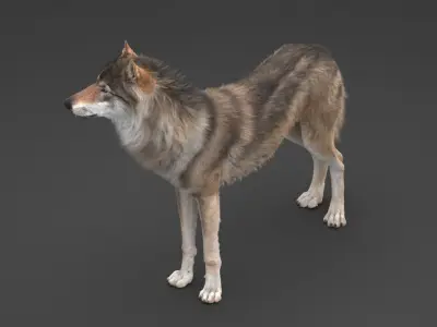  Wolf Rigged 