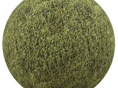 moss texture Texture