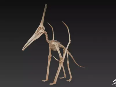 Pteranodon fossil Low-poly 3D model