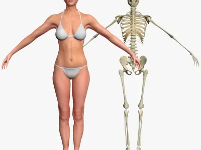 Female with Skeleton 3DSmax 3D model