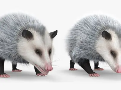  Opossum Eating Fur Animated Rigged for Maya 