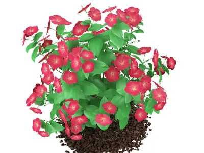 Hibiscus Flowers Hibiscus rosa-sinensis 3D model