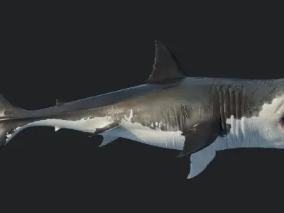  Great Shark White 