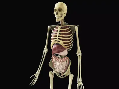 Human Skeleton With Digestive and Respiratory Systems 3D model