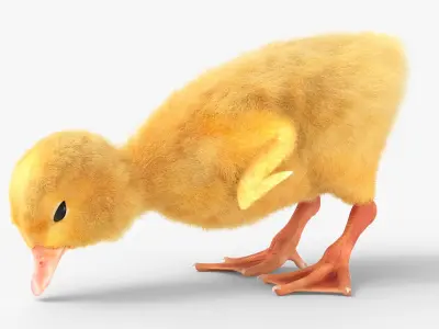  Duck Ducklings Eating Animated Fur Rigged For Blender 