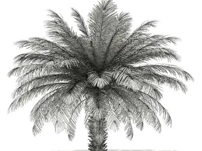 Date Palm Tree 3D Model 4m 3D model